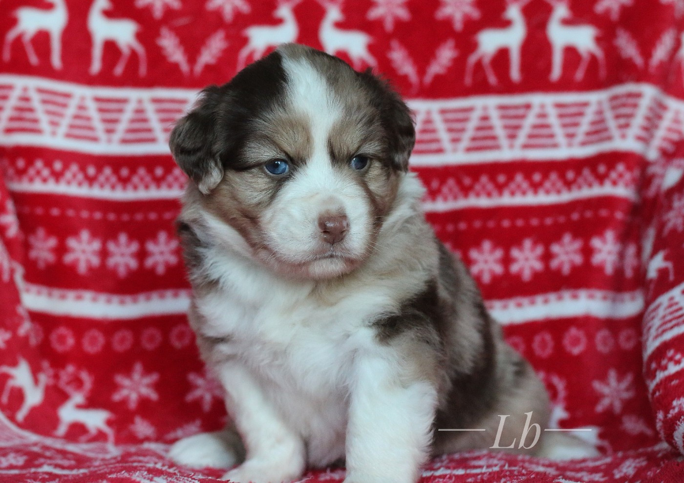 Anakin's Lands Spirit - Chiots disponibles - Berger Américain Miniature 