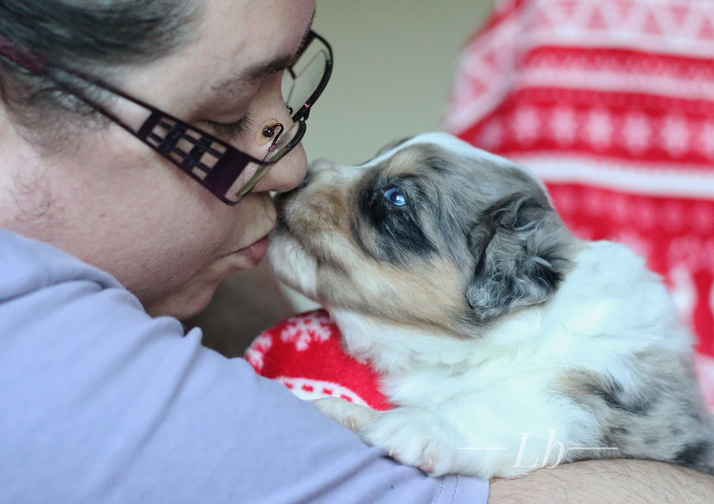 Anakin&#039;s Lands Spirit - Chiots disponibles - Berger Américain Miniature 