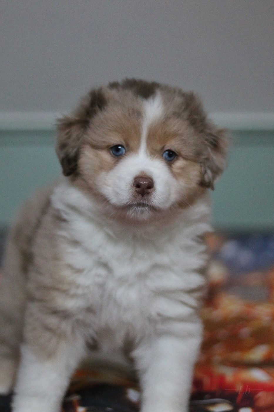 Anakin's Lands Spirit - Chiots disponibles - Berger Américain Miniature 