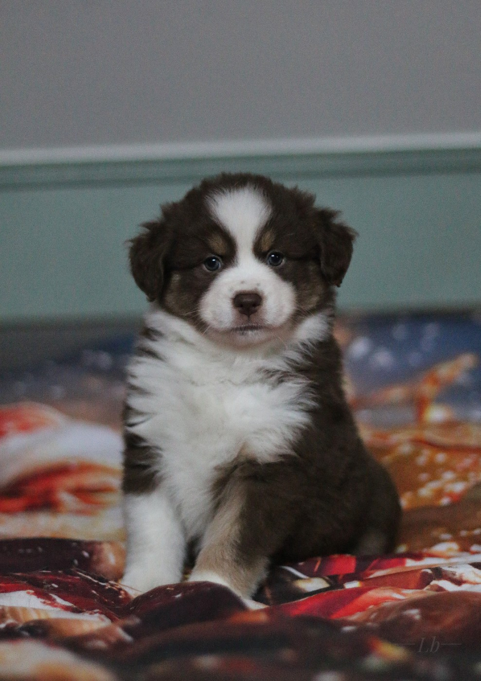 Anakin's Lands Spirit - Chiots disponibles - Berger Américain Miniature 