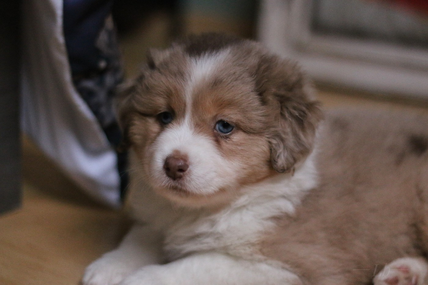 Chiot Berger Américain Miniature  Anakin's Lands Spirit