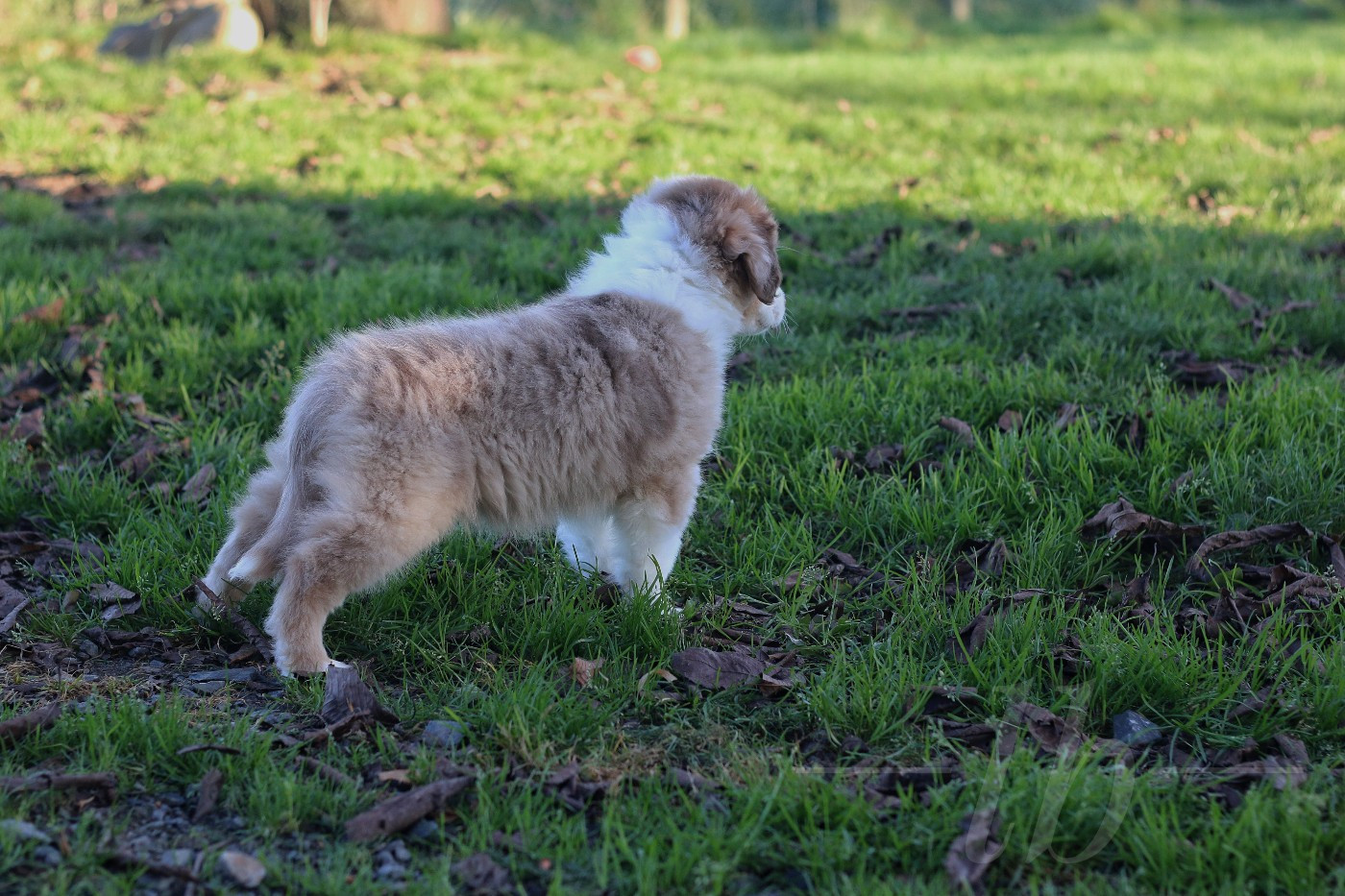 Chiot Berger Américain Miniature  Anakin's Lands Spirit